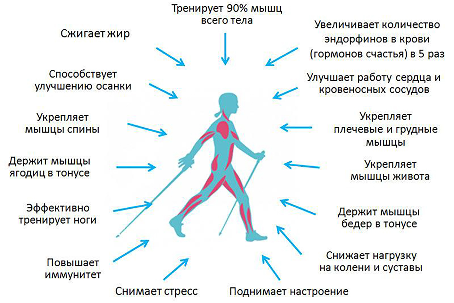 Скандинавская ходьба - что важно знать?